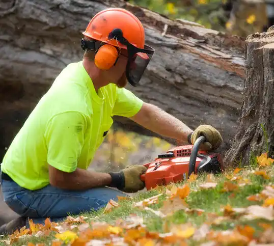 tree services Evans Mills